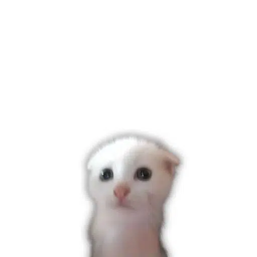 A very cute, slightly blurry cat — the $MEW mascot